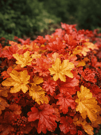 Гейхера Happy Autumn