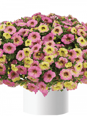 Калибрахоа Ombre Pink