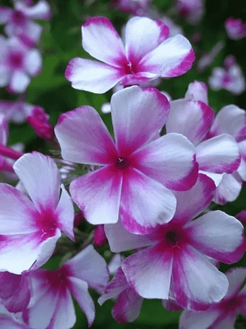 Флокс метельчатый Neon Flair Blue