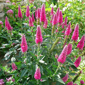 Вероника колосковая Хайдекинд