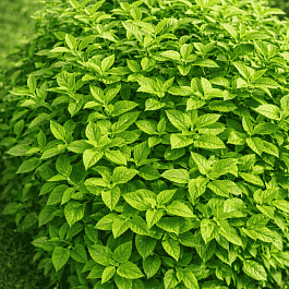 Чубушник Гном