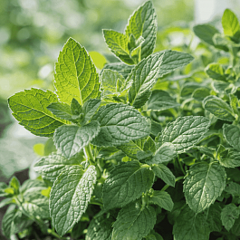 Мята Инжир