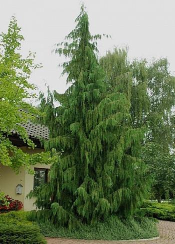 Кипарисовик нутканский Pendula