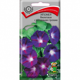 Ипомея Фиолетовая с пурпурными стрелами