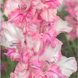 Гладиолус &quot;Огни Городов&quot; Краснодар