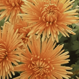 Хризантема корейская Белка