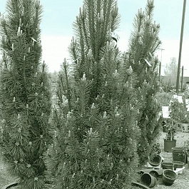 Сосна чёрная Komet