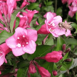 Вейгела цветущая Minuet