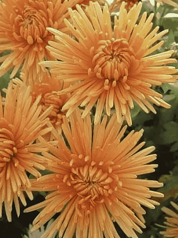 Хризантема корейская Белка