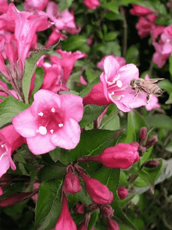 Вейгела цветущая Minuet