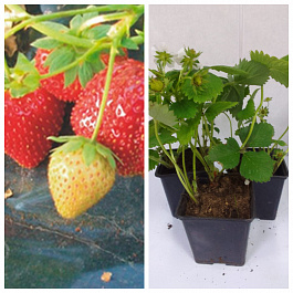 Земляника садовая Мармолада НАБОР 3ШТ