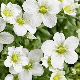 Камнеломка Арендса Marto White