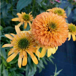 Эхинацея пурпурная Rhymes with Orange