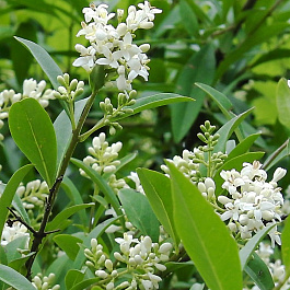 Бирючина обыкновенная