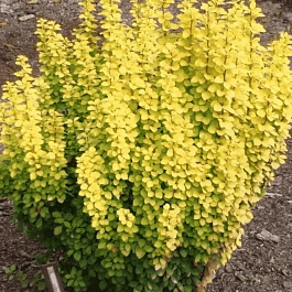 Барбарис Тунберга Golden Pillar