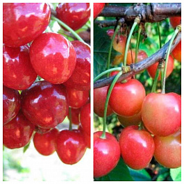 Дерево-сад (3-4х летка) черешня 2 сорта Мичуринка-Юлия Дерево-сад (3-4х летка) черешня 2 сорта Мичуринка-Юлия