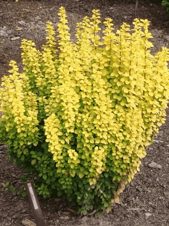 Барбарис Тунберга Golden Pillar