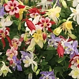 Аквилегия гибридная McKana Hybrids