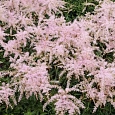 Астильба простолистная Pink Lightning