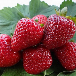 Земляника садовая Диамант Земляника садовая Диамант