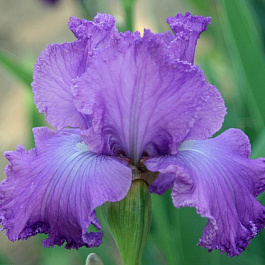 Ирис бородатый Вижуал Артс