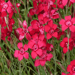 Гвоздика травянка Leuchtfunk
