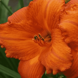 Лилейник My Reggae Tiger