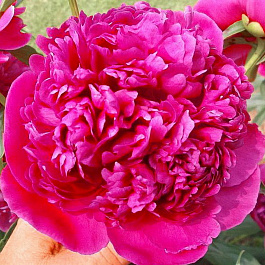 Пион травянистый Августин д'Ур