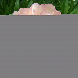 Пион ИТО Скрамдидлеумпшс