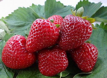 Земляника садовая Диамант