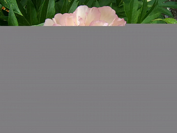 Пион ИТО Скрамдидлеумпшс