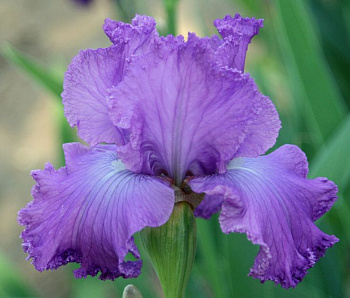 Ирис бородатый Вижуал Артс