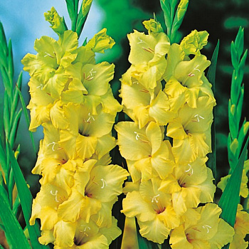 Гладиолус крупноцветковый Лаймлайт