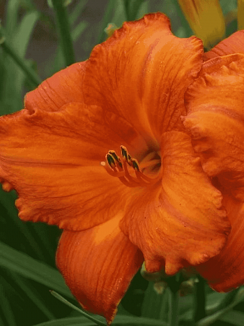 Лилейник My Reggae Tiger