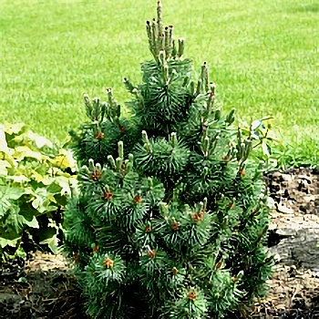 Сосна горная Колумбо