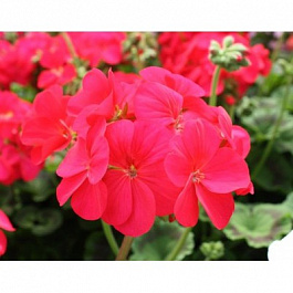 Пеларгония зональная Апаче Глоу