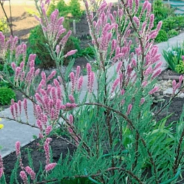 Мирикария  лисохвостная