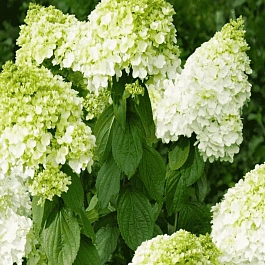 Гортензия метельчатая Magical Hymalaya