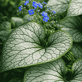 Бруннера крупнолистная Silver Spear