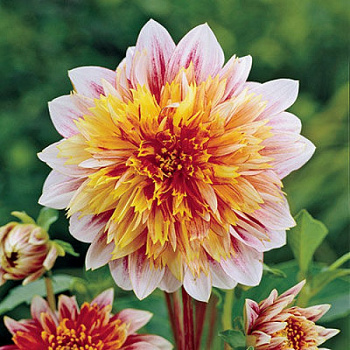 Георгина Анемоновидная Гарден Шоу Георгина Анемоновидная Гарден Шоу