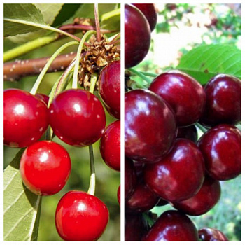 Дерево-сад (5 летка) вишня 2 сорта Молодежная - Жуковская