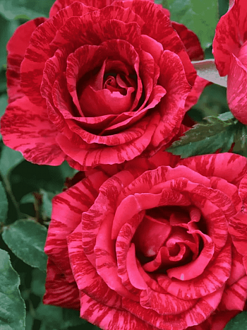 Роза чайно-гибридная Red Intuition