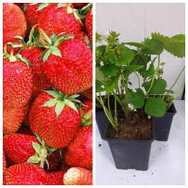 Земляника садовая Фестивальная НАБОР 3ШТ