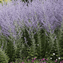 Перовския лебедолистная Blue Spire