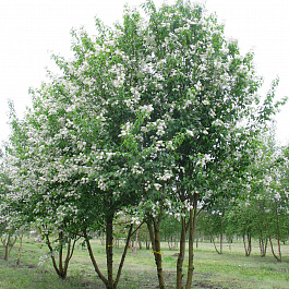 Черемуха Маака Черемуха Маака