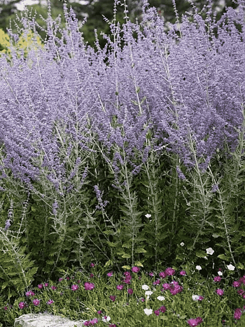 Перовския лебедолистная Blue Spire