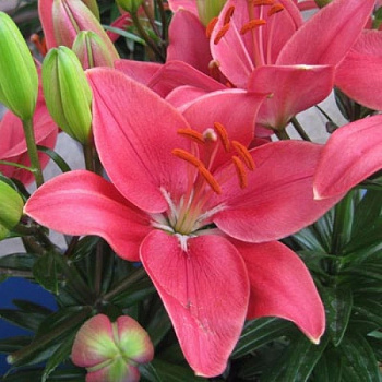 Лилия азиатская горшечная Баззер