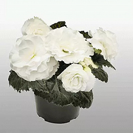 Бегония клубневая Нонстоп Вайт