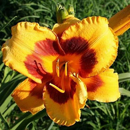 Лилейник гибридный Блэк Айд Сьюзан