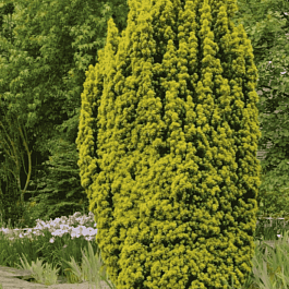 Тис ягодный David